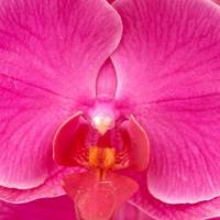 Profile image of ExoticOrchid