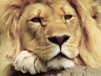 Profile image of Lion-King