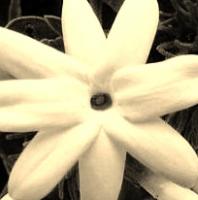 Profile image of ElegantFlower Profile image of Elegant Flower