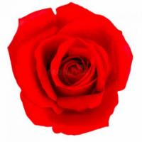 Profile image of A Rose by Any Other Name