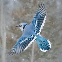 Profile image of Blue_Jay