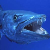 Profile image of Baracuda Profile image of Baracuda
