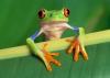 Profile image of Frog-Prince