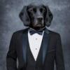 Profile image of Cultured Canine Companion