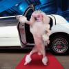 Profile image of FiFi Le Bonk