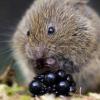 Profile image of Micky_the_vole 