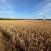 Profile image of Fieldsofbarley 