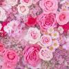 Profile image of Shades of Pink
